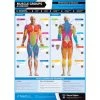 PosterFit Muscle Groups & Exercises Poster -Harrod Sport shop it057110